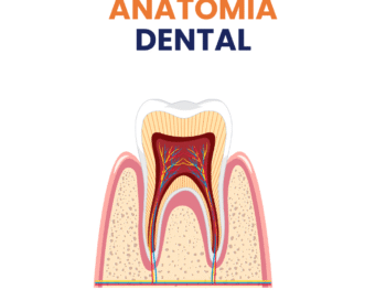 ANATOMIA DENTAL