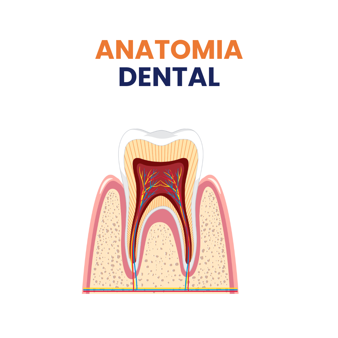 ANATOMIA DENTAL